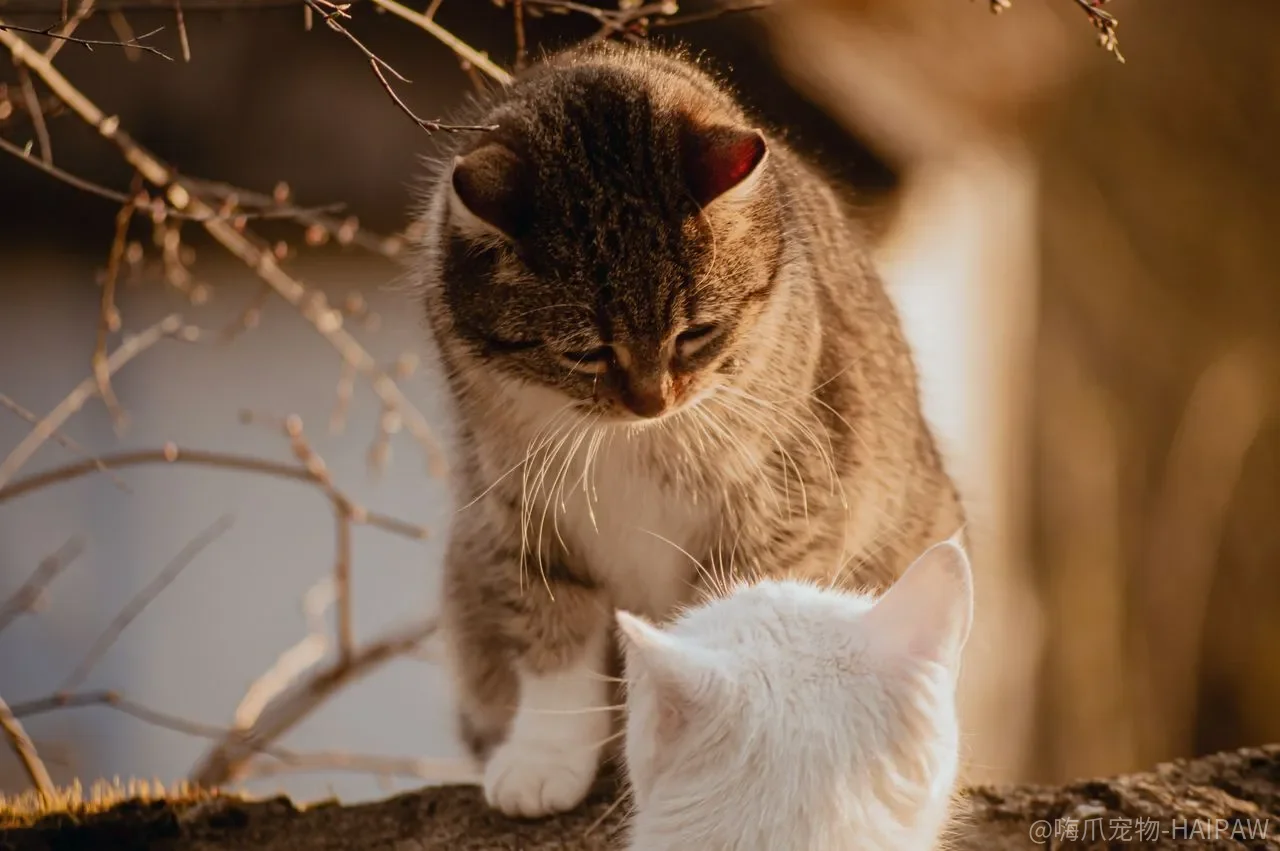猫的好性格是天生的吗？四件事做对，比“选一只乖猫”更管用