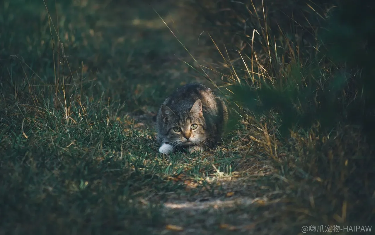 猫训练只能靠强迫和惩罚？诱导、奖励和短时高频才是猫能接受的路