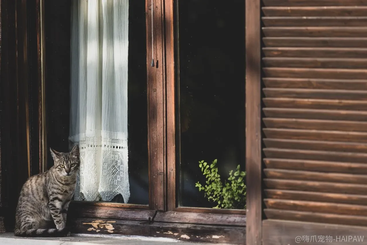 猫不爱动、整天趴着，是懒还是身体在往下走？活力和健康怎么分