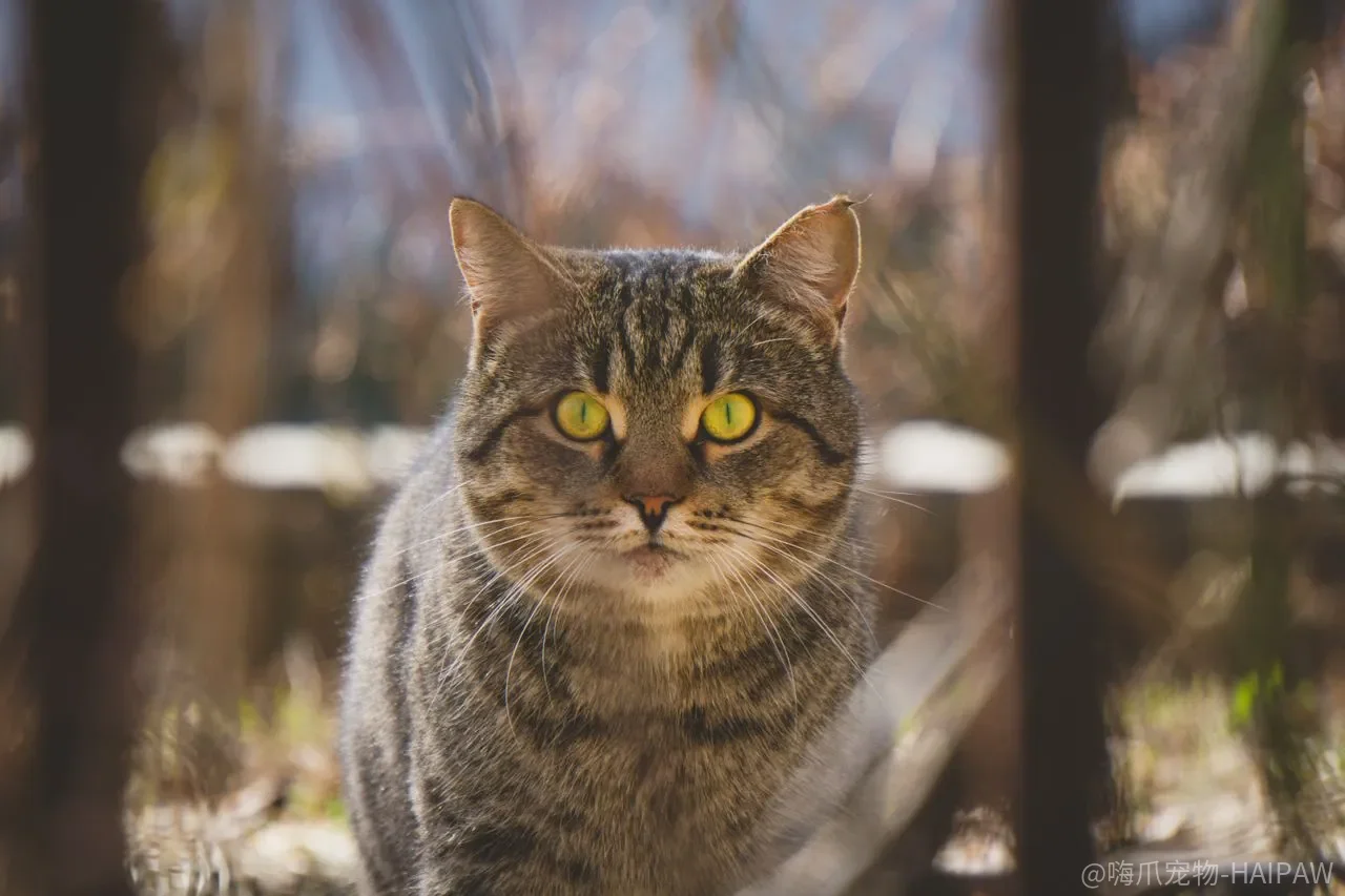猫狗第一次见面就炸毛?不是天生不合,是引入顺序搞反了 猫狗第一次见面就炸毛?不是天生不合,是引入顺序搞反了