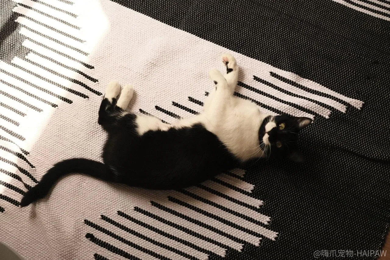猫犯错打一顿就长记性了？棍棒底下出的不是乖猫，是怕你的猫