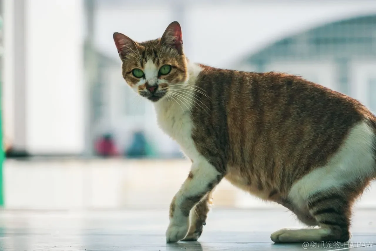 猫抓沙发、扑脚踝、半夜跑酷，“坏行为”背后缺的其实是三个出口