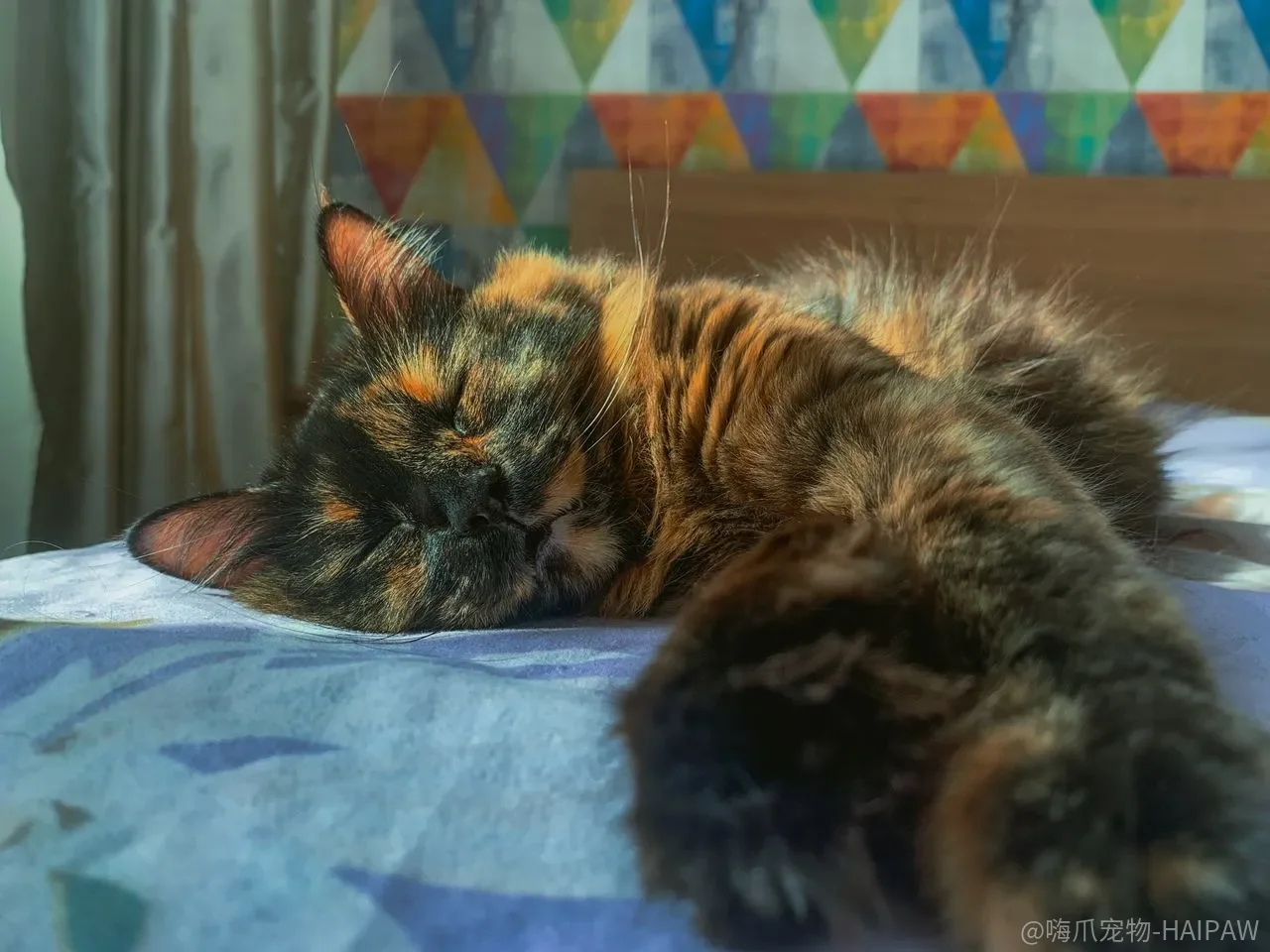 训练猫只能靠打骂和喷水？猫不是狗，这套方法从根上就错了