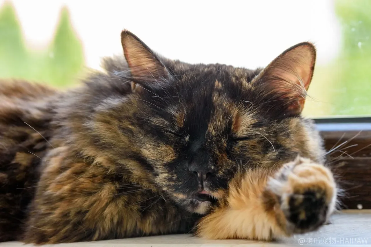多猫家庭总有人乱尿，是猫在争地盘还是你漏查了疾病？