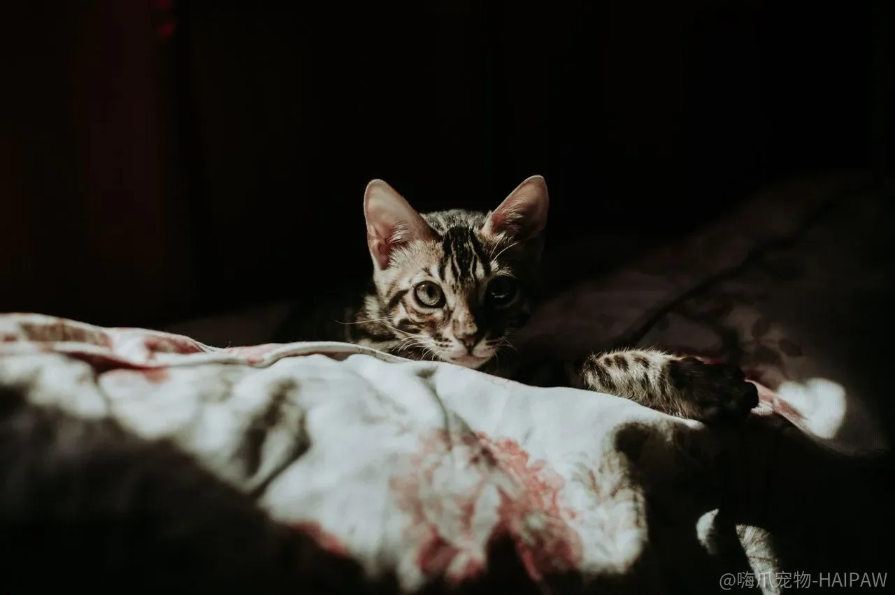 猫每天舔毛好几个小时，眼屎、粉刺、毛球就可以不管了？