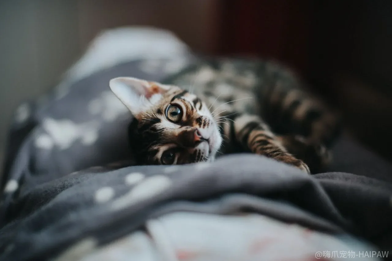 猫眼屎擦干净就没事了？硬抠、酒精棉和“上火”判断，可能正在伤它的眼睛