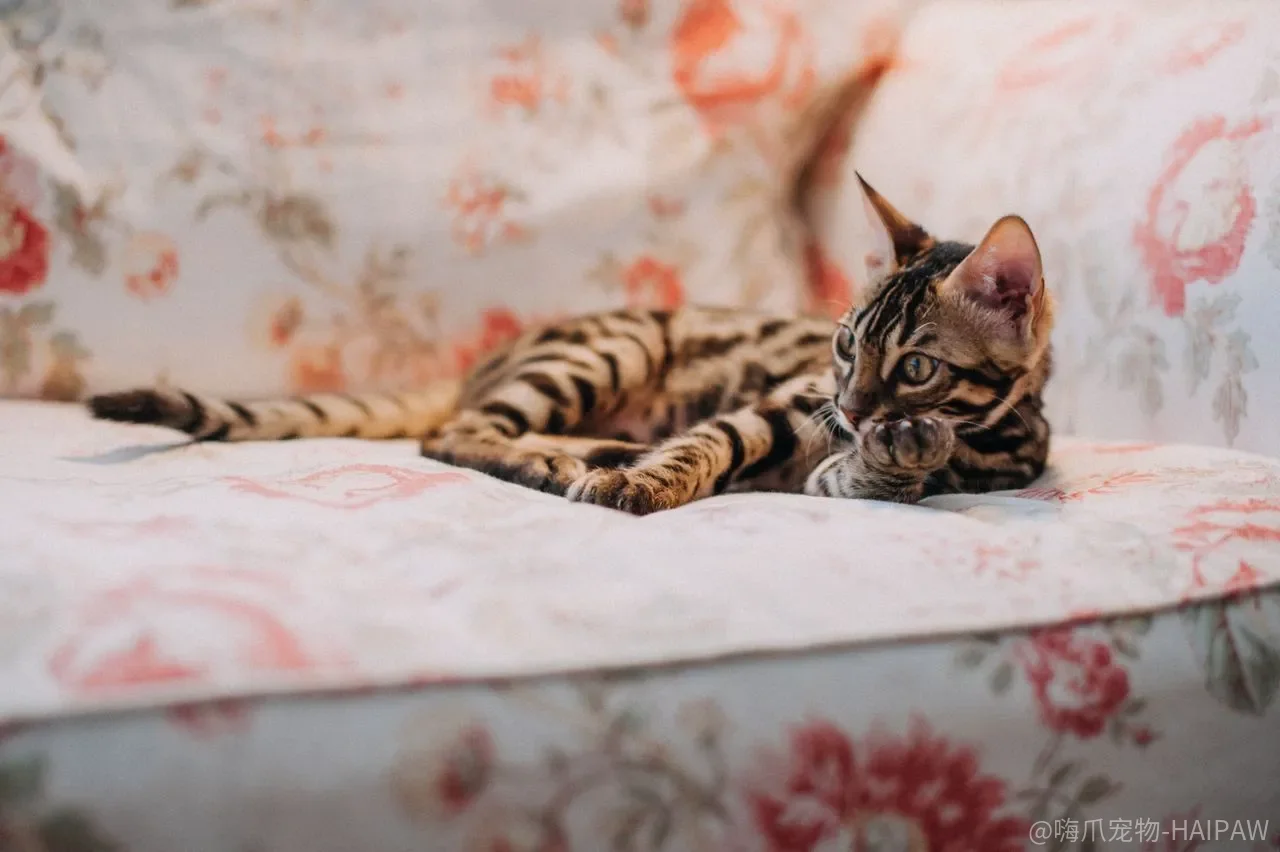 猫下巴的“黑芝麻”抠了又长，是没洗干净还是碗一直在拖后腿？
