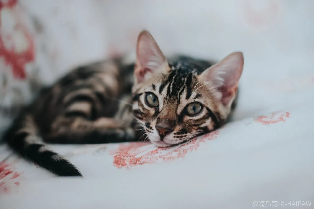 猫砂盆放错位置，再贵的猫砂也救不了乱拉