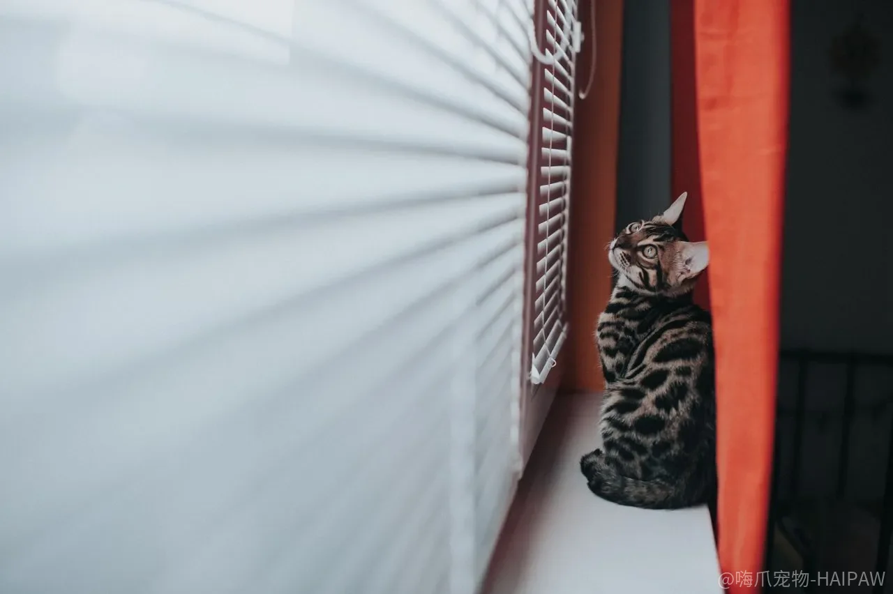 猫吐毛球是正常现象？吐不出来的时候，问题才真正开始
