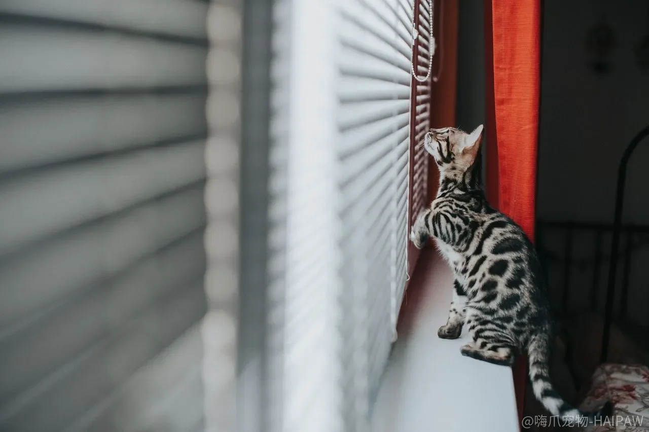 老猫哈气、堵门、不肯吃饭,新猫进门到底要隔多久才算安全? 老猫哈气、堵门、不肯吃饭,新猫进门到底要隔多久才算安全?