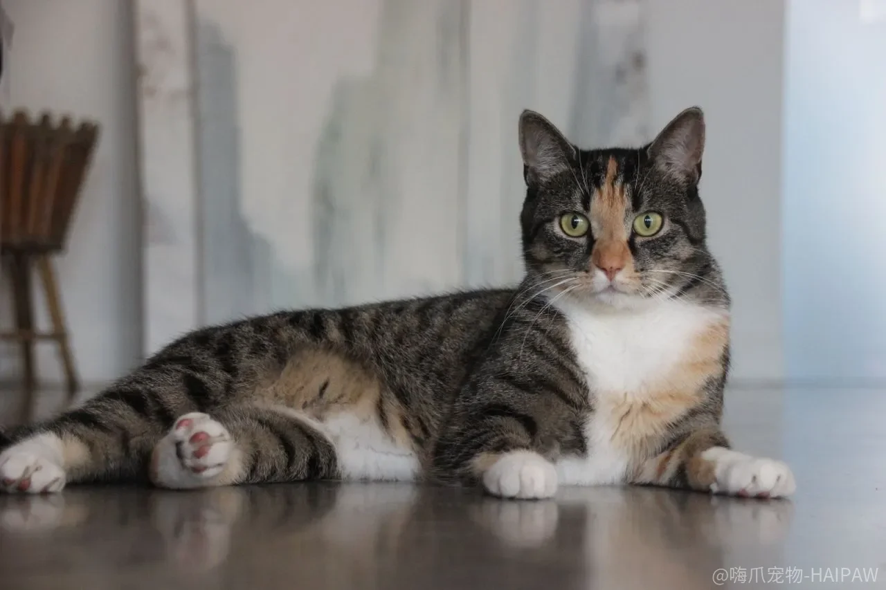 猫狗同养总有一个被追到角落？不是它们合不来，是退路和年龄搭配从头就没搭对