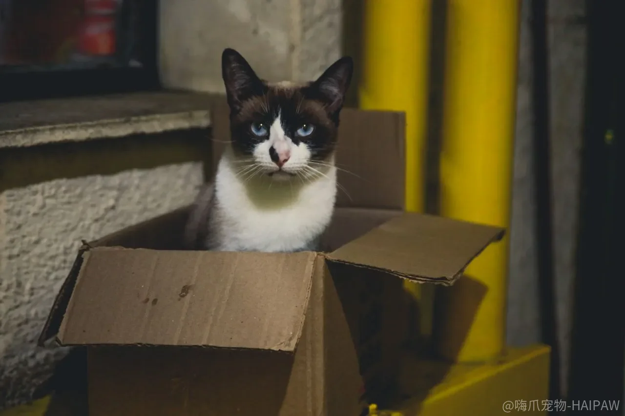 猫抓沙发抓了几年，现在放抓柱还来得及吗？不是来不及，是移动的节奏一直太快