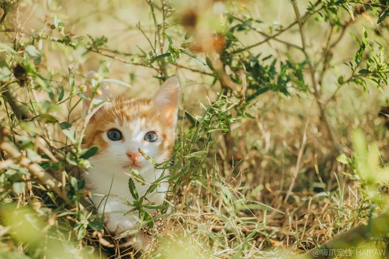 猫犯错，叫它到跟前训还是走过去训？选错方向，它可能连你走近都开始躲
