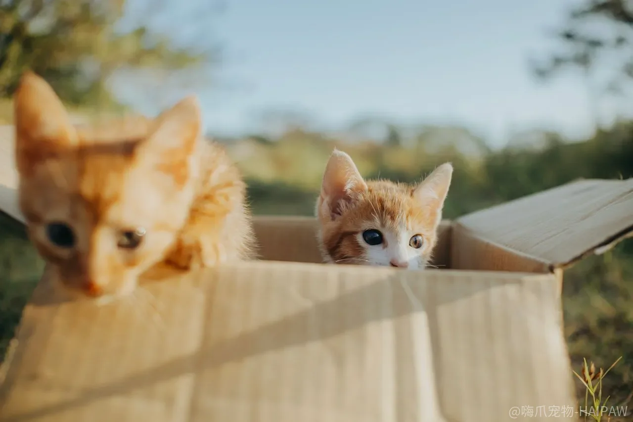 猫一开饭就跳桌、讨食、挑嘴？不是它贪吃，是吃饭的规矩从第一天就没立住