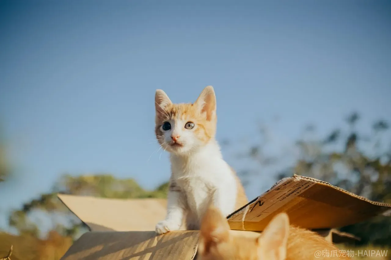 猫咬手不是“跟你玩”，是你一直在用错误的方式教它“手是猎物”