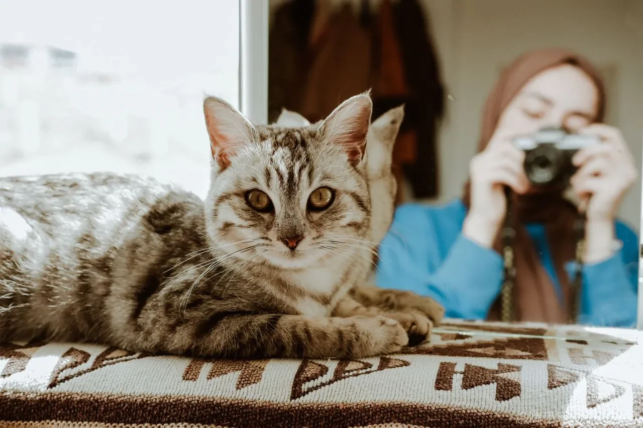 猫听见“滚”就躺倒打滚？别急着按倒它，口令和奖励的节奏才是关键