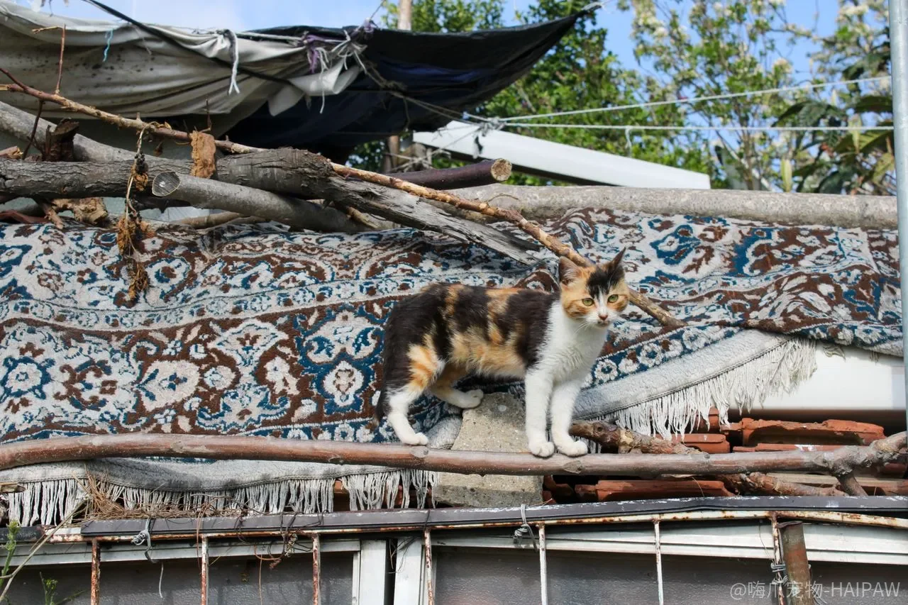 猫咬手弹鼻子、戳喉咙都试过了？你惩罚的是“咬”，它学到的是“手危险”