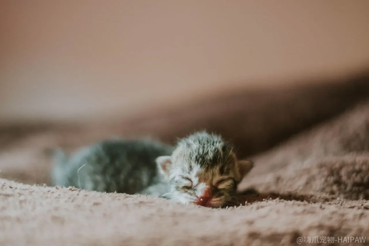 猫半夜嚎叫、抓烂沙发、咬穿电线，是“精力旺”还是你白天的安排缺了三件事？