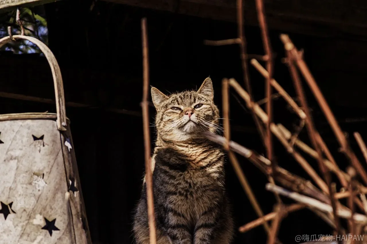 猫不配合训练就硬逼？猫的自尊心比你想的强，逼急了训练和信任一起丢