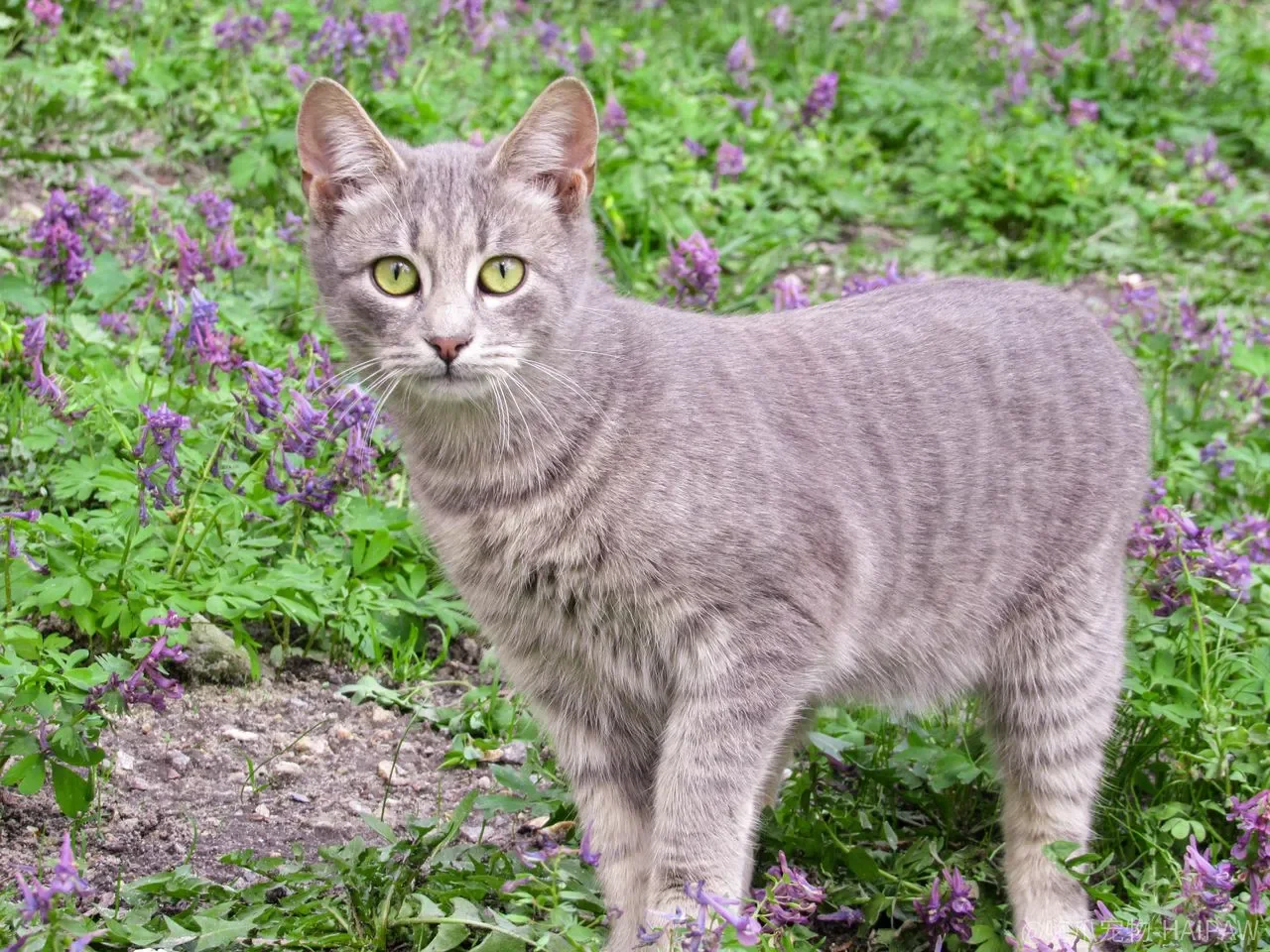 猫一犯错就喷水、摇硬币罐，为什么越“制止”越管不住？