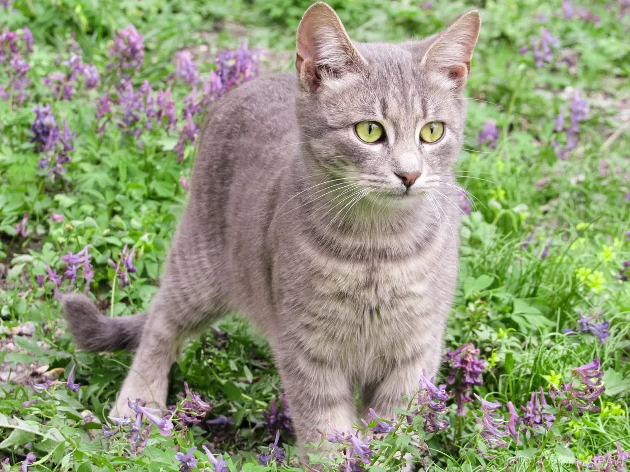 猫炸毛、哈气、攻击人，先别急着安抚——你伸手的那一刻可能正在火上浇油
