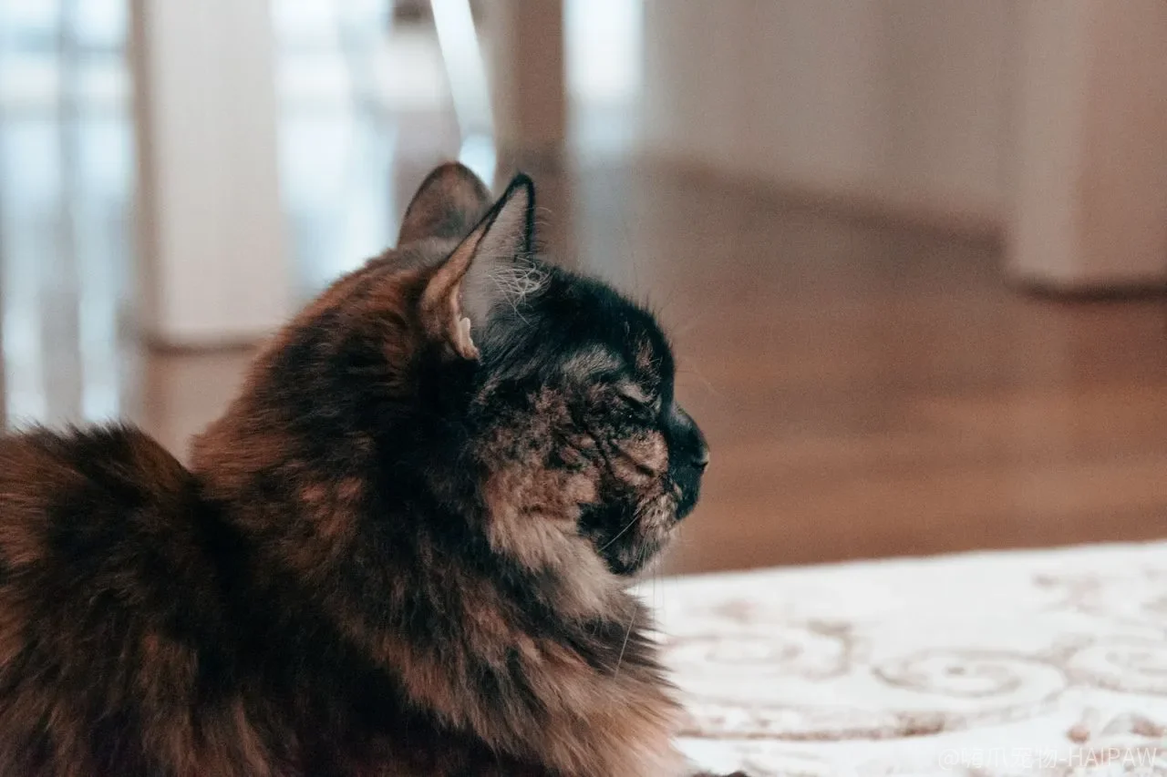 猫训练总在“今天教明天忘”里打转？声调、时机和一致性，哪一个先做反了？