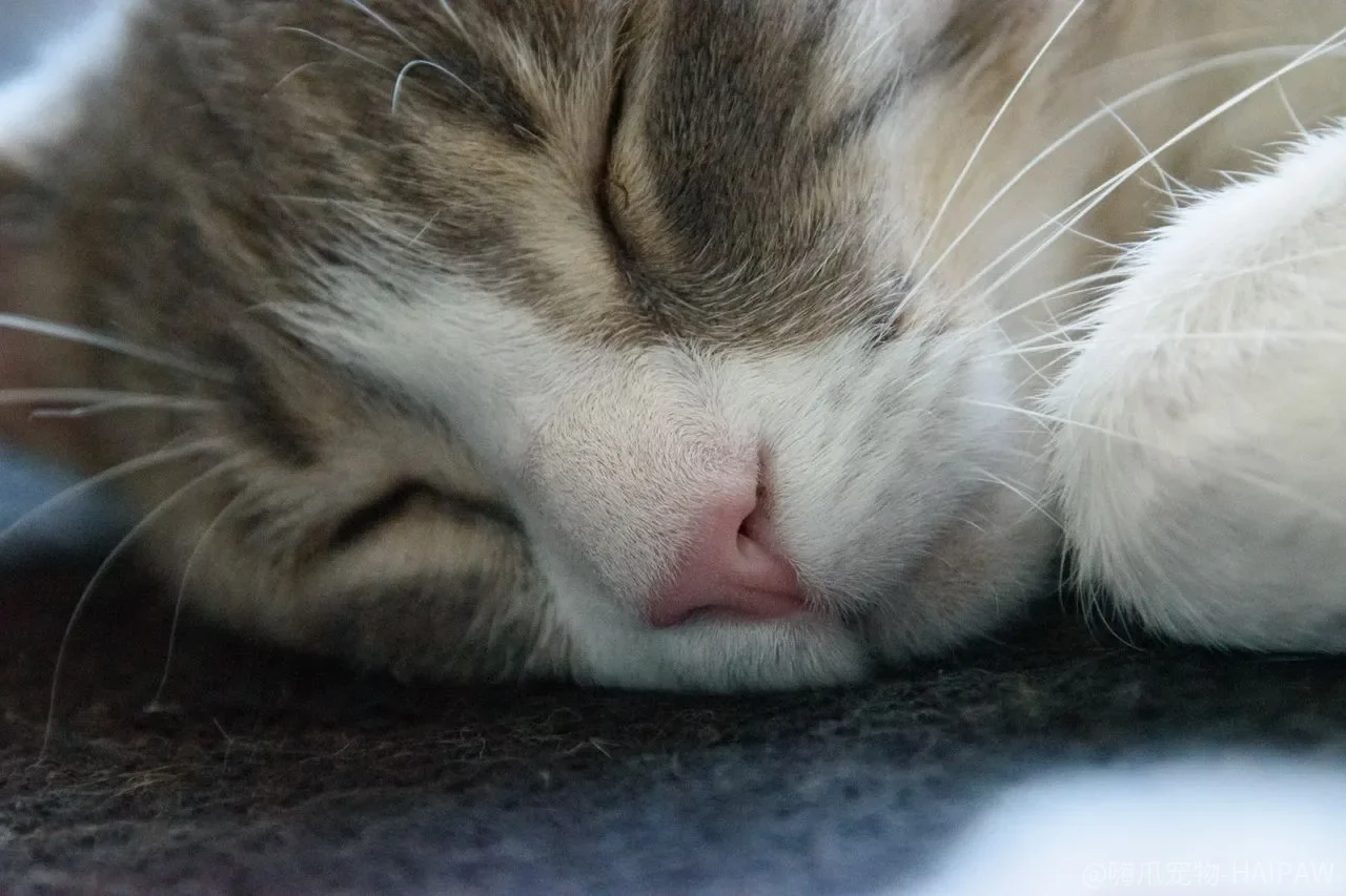 猫叼着老鼠、小鸟往你面前放，是“报恩”还是本能？打骂和扔掉为什么可能让它下次带只更大的？