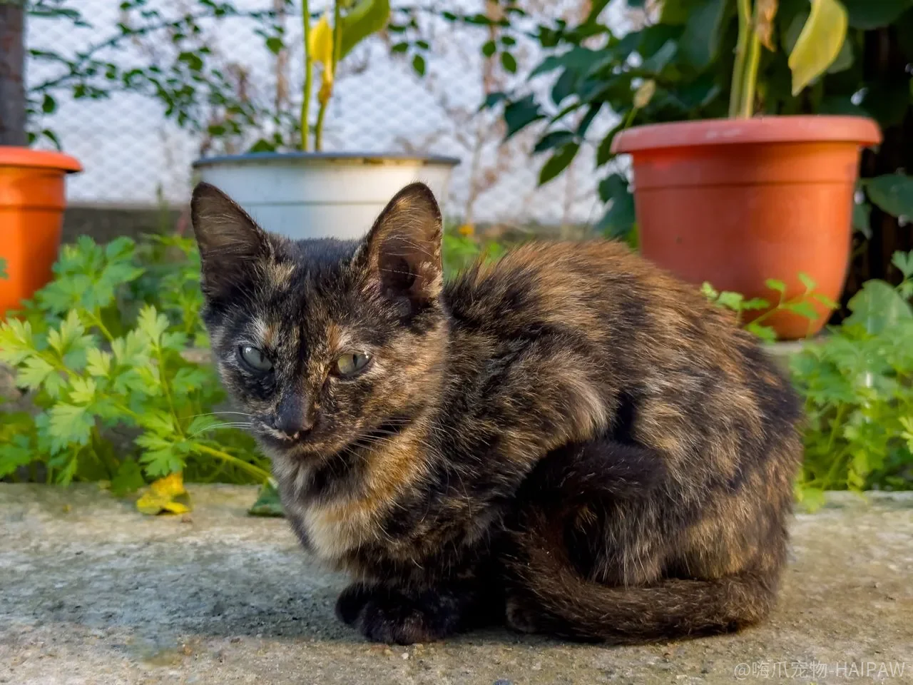 猫盯着鱼缸、扑向鸟笼，呵斥几次就够了吗？多宠家庭的隔离逻辑比管教更优先