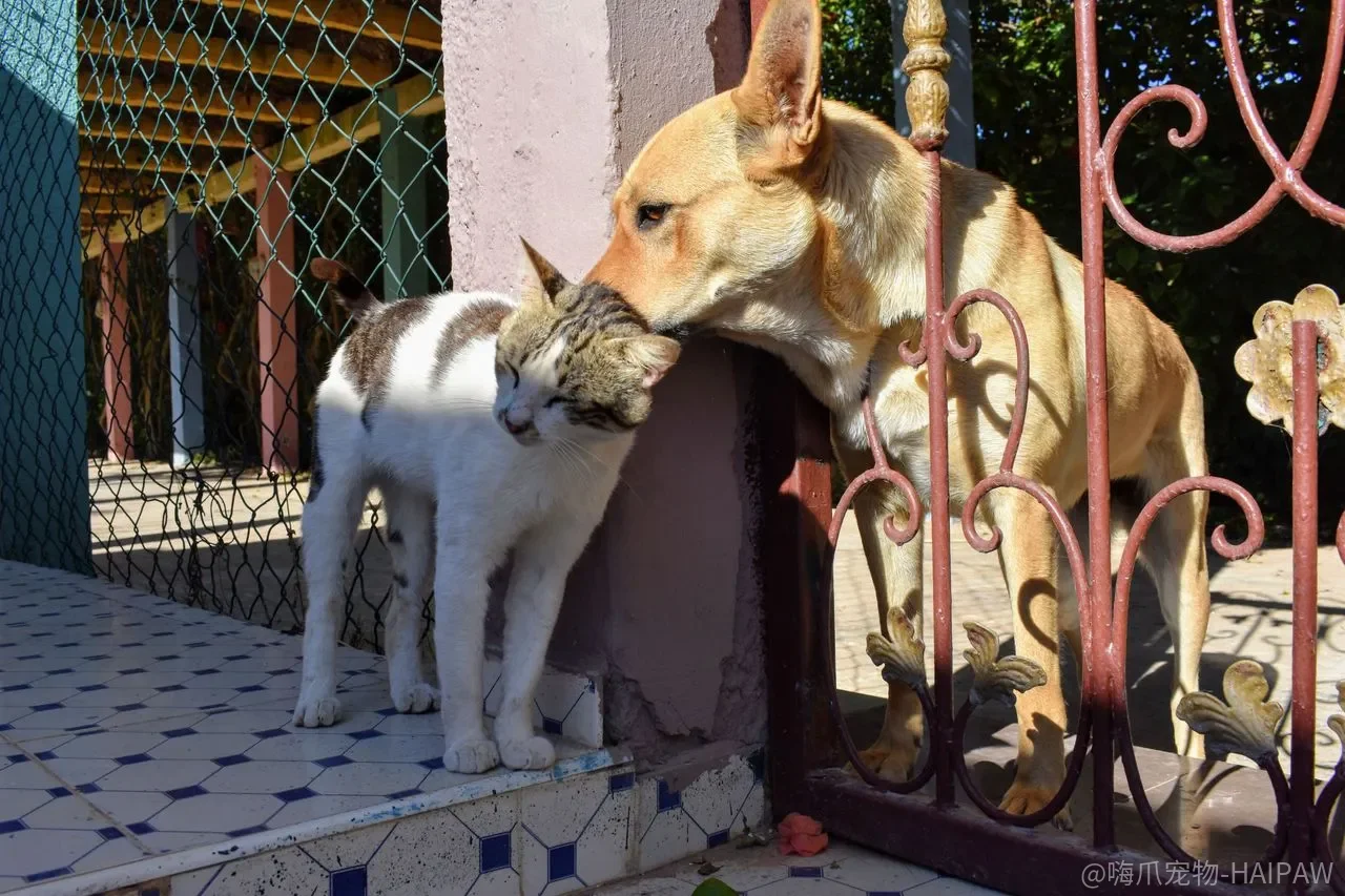 猫缩在角落、舔秃一块毛、突然咬人，这些“怪行为”其实都在说同一件事