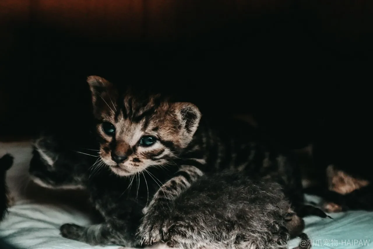 猫做错事打一顿就记住了？打完之后它躲你，不是因为知道错了