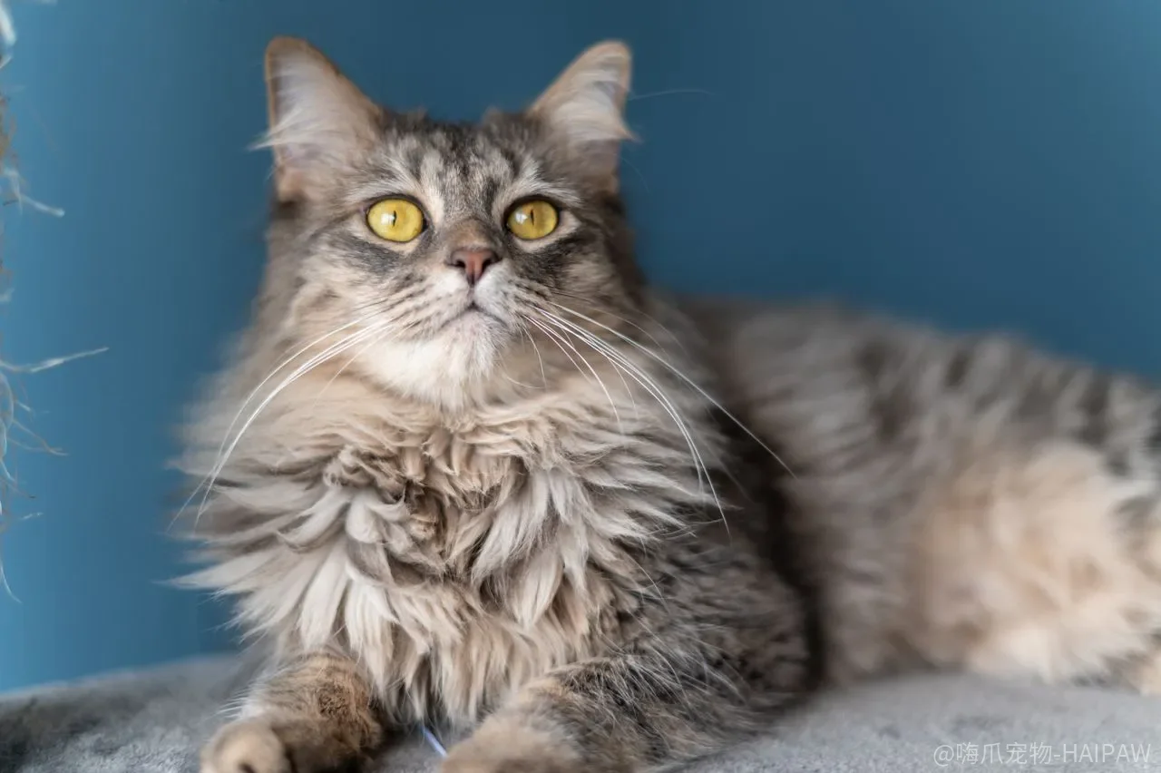 猫一看到客人就没影，是天生胆小还是你从来没给过它“不接客”的权利？