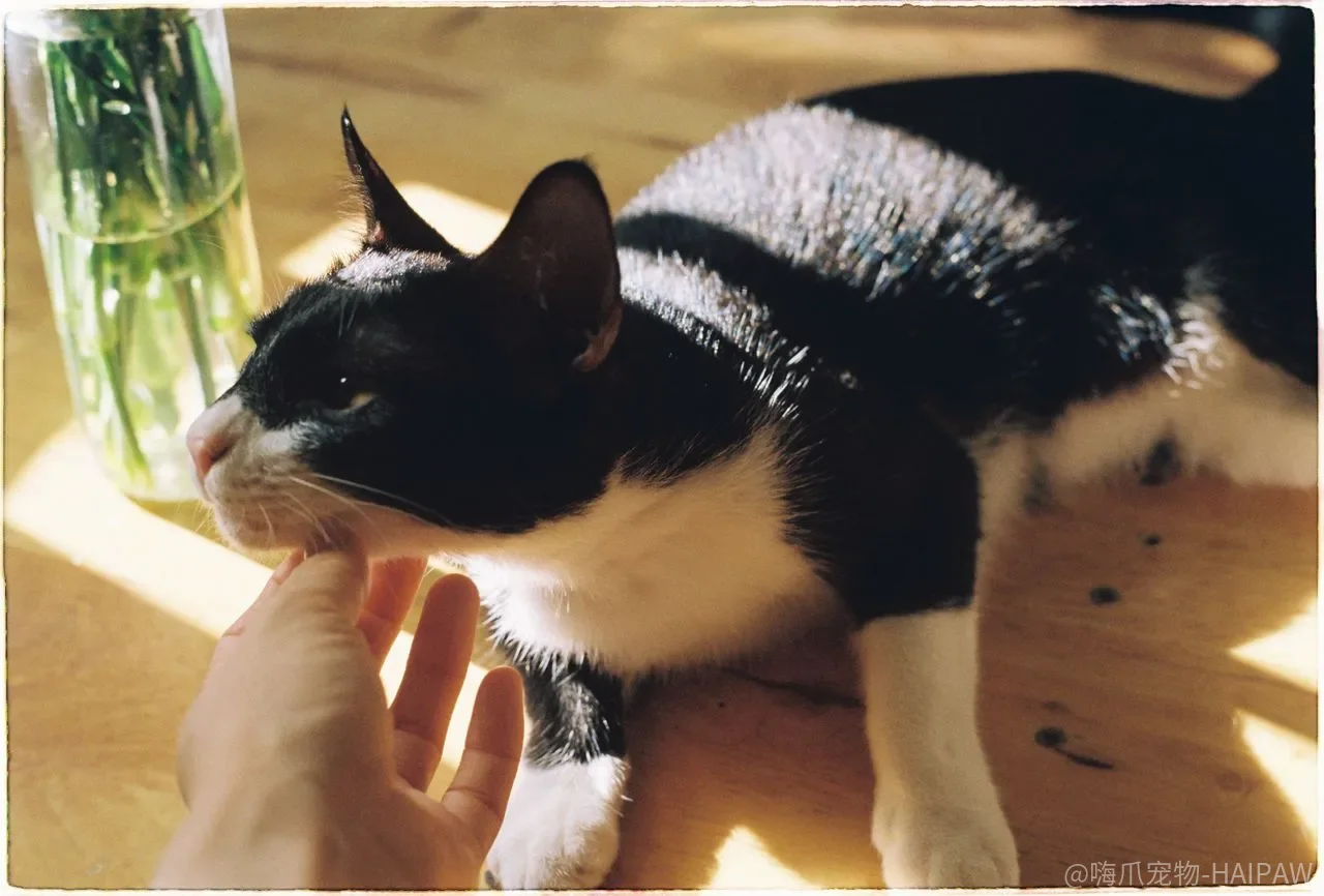 猫用脸蹭你、用尾巴扫你，留下的不只是毛——气味才是它认识世界的语言