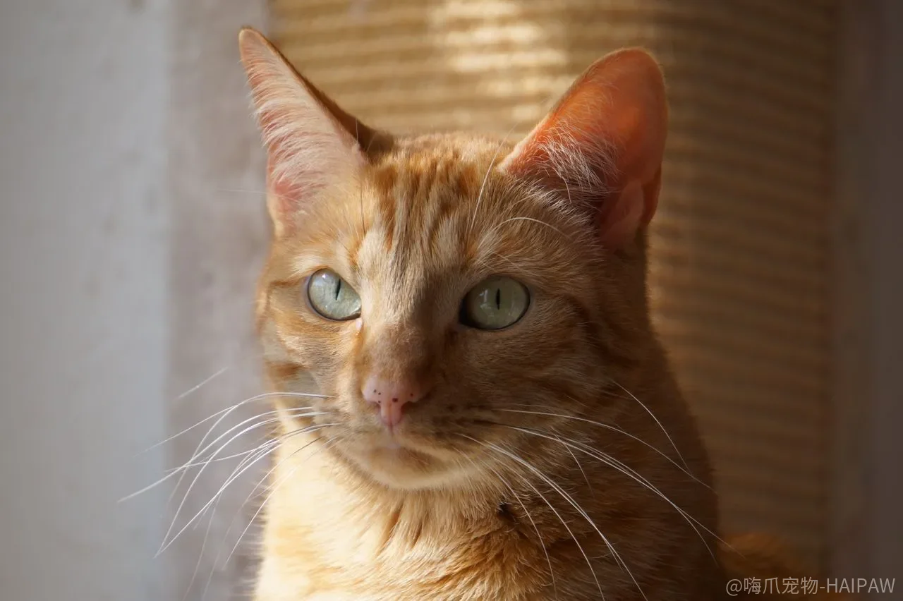 猫见人就躲、碰一下就炸毛，是天生胆小还是社会化窗口没抓住？