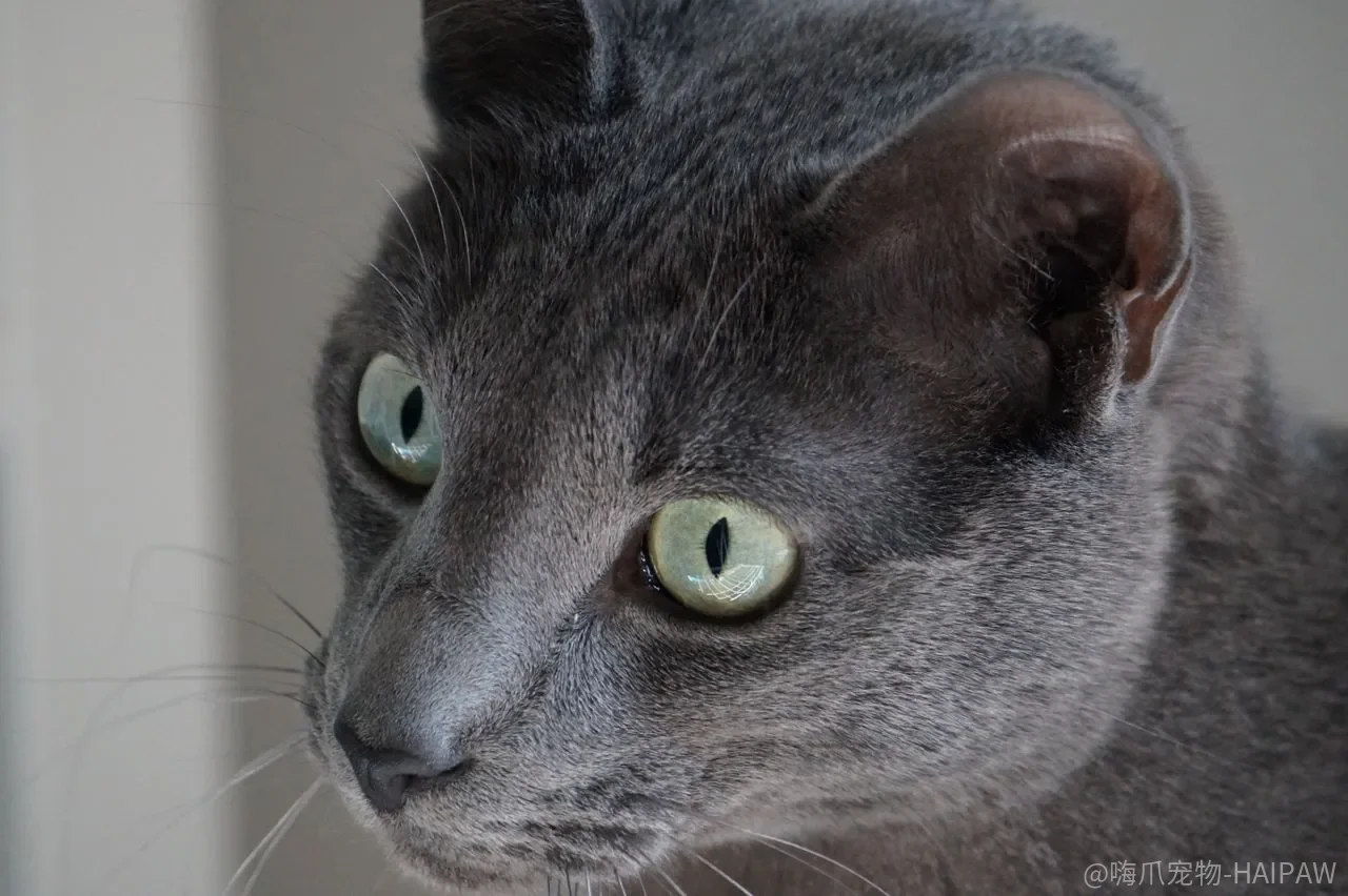 猫怕水是天性，但“一辈子不碰水”和“能接受洗澡”之间还有很长的路