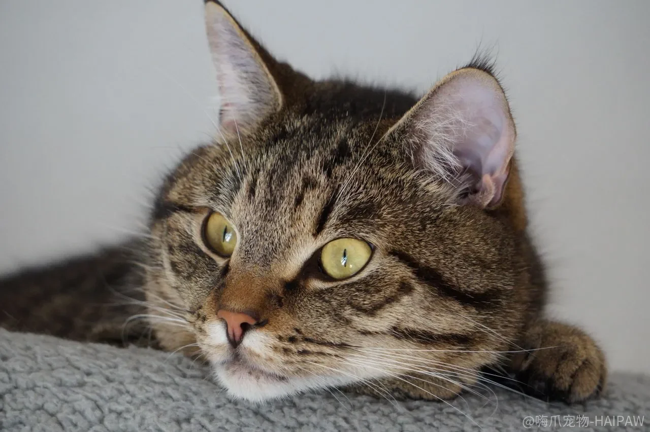 猫咬你手是“亲近”？你突然把手抽走的那一刻，才把它变成了猎物