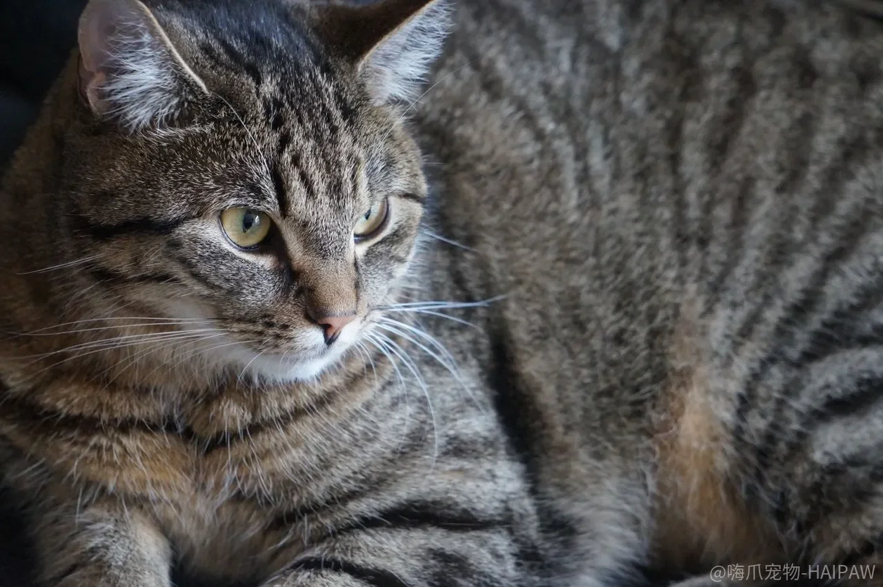 猫不是“讨好”来的，是你把选择权还给它之后自己走过来的