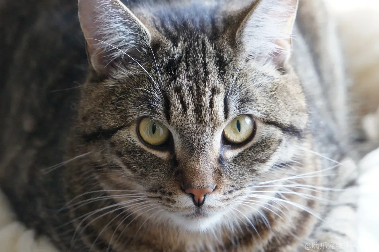 猫不听话就吼、就拍、就关笼子？沟通没搭对，训练越用力越反弹