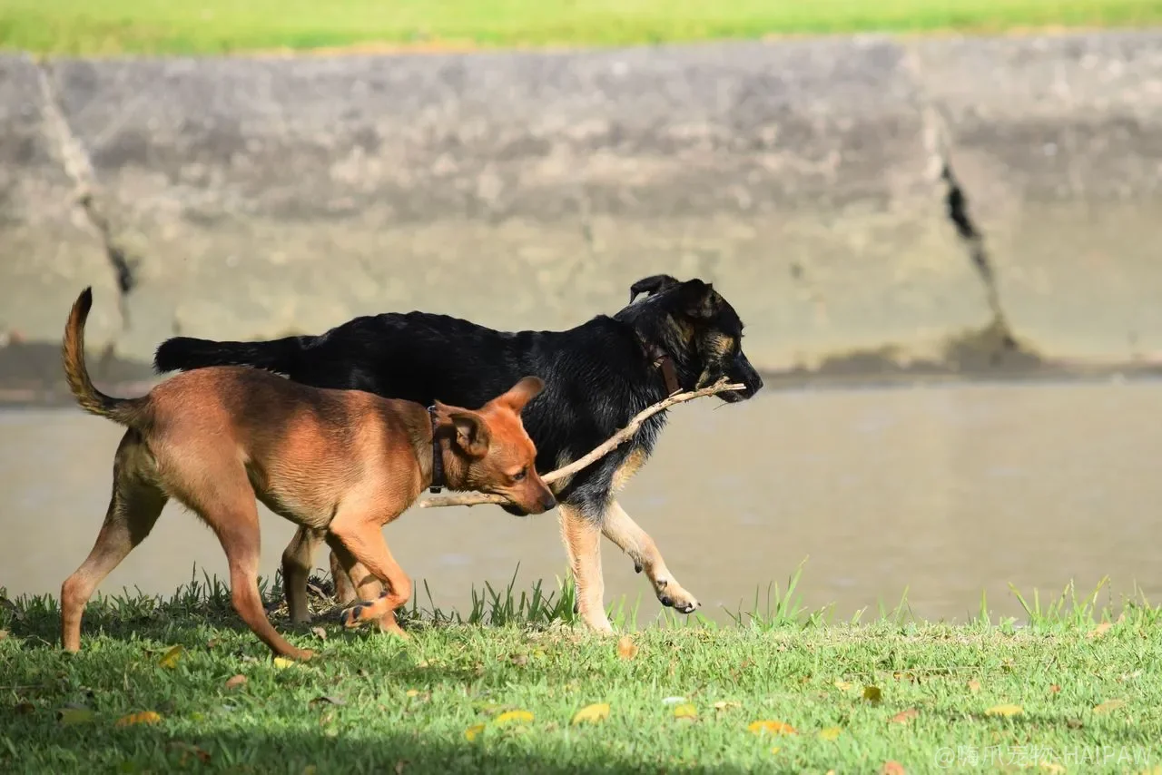 母犬产后没奶,鲫鱼汤猪蹄汤灌了三天还是不够——先分清“真没奶”和“堵着出不来” 母犬产后没奶,鲫鱼汤猪蹄汤灌了三天还是不够——先分清“真没奶”和“堵着出不来”