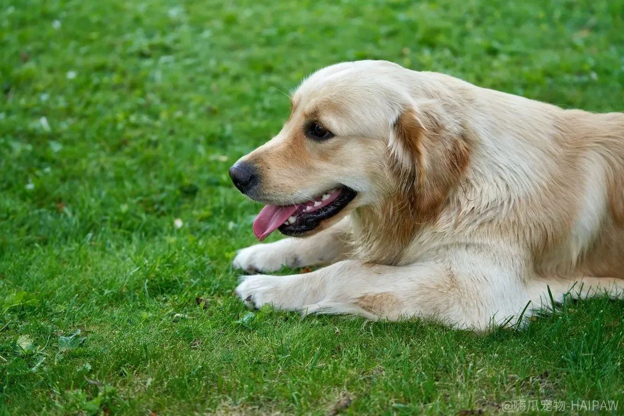 中型犬怎么养？体重标准、运动量、食量和掉毛管理的完整账本
