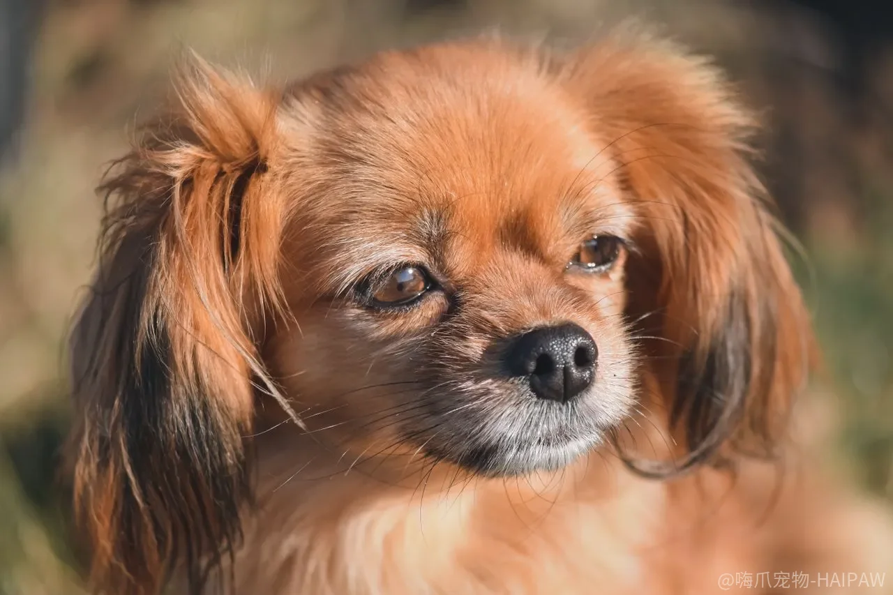 狗狗每天该运动多久？小型犬、中型犬、大型犬的运动量差多少