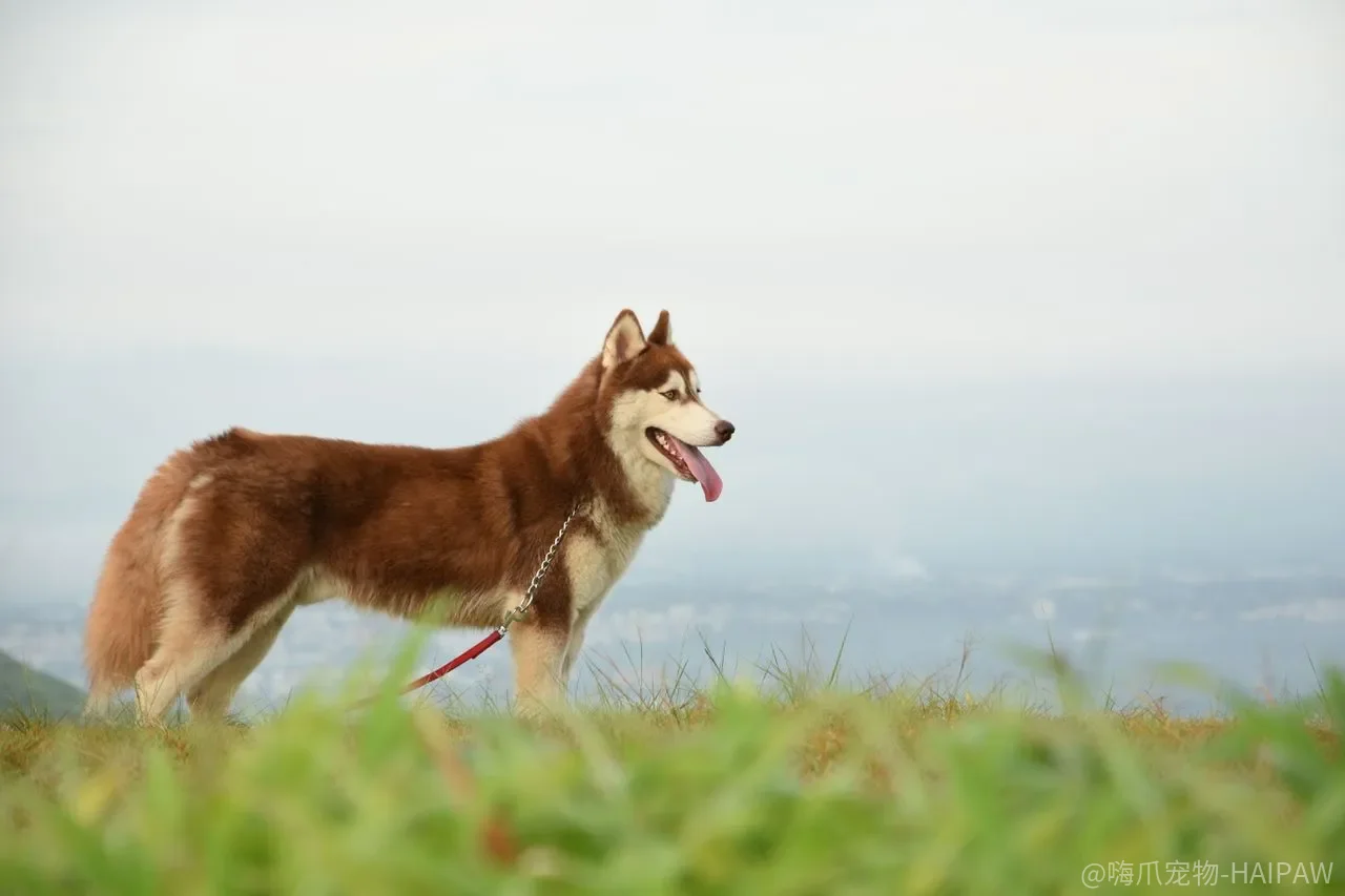 狗缺钙会瘸，补多了也会瘸——幼犬、成犬和大型犬的钙账本