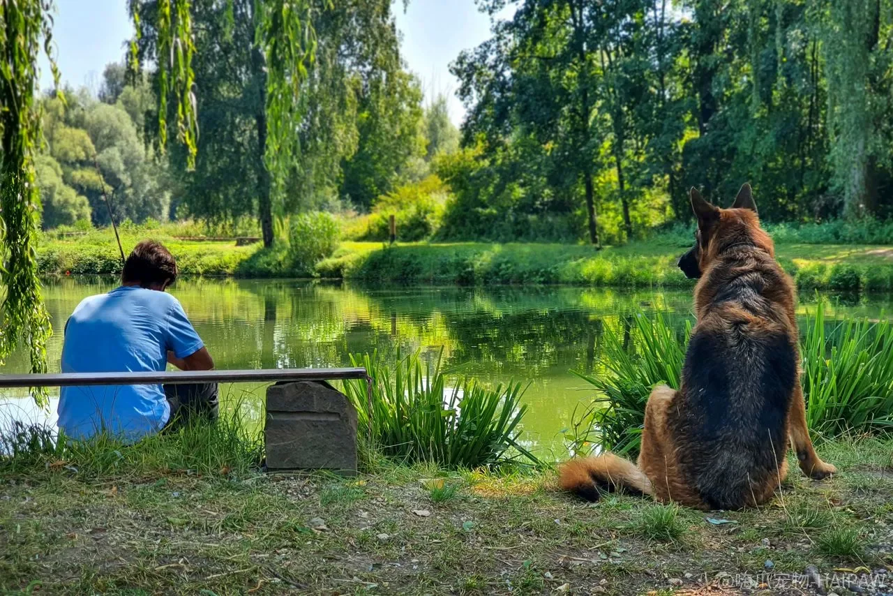 幼犬断奶后一天喂几顿？喂多了软便，喂少了低血糖，中间那条线在哪