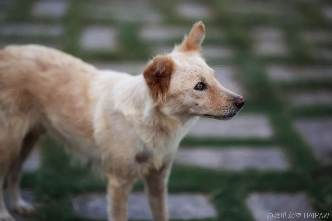 大型犬幼犬补钙补出骨骼病？长得快不等于长得对
