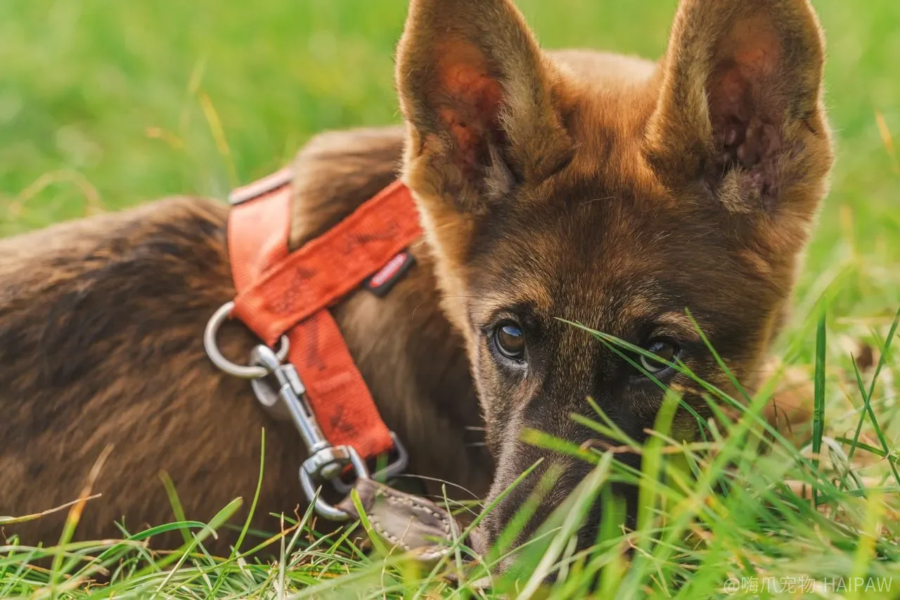 小型犬越吃越胖、毛发越养越干？问题可能出在“吃多少”和“吃什么”的错位上