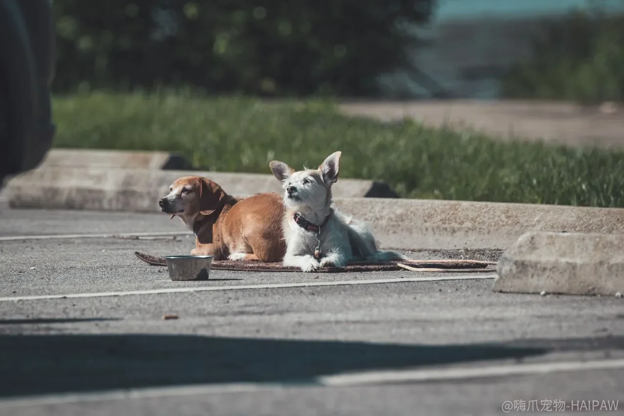 第一次带幼犬出门，疫苗没打完能不能落地走？答案取决于“去哪”和“怎么走”